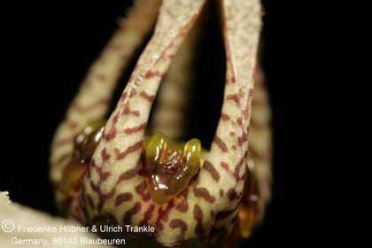Rhytidocaulon fulleri (8 km W Mirbat, Oman) (UTS03,032) 008 – Asclepidarium