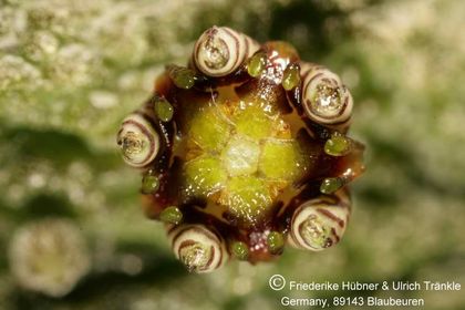 Rhytidocaulon fulleri (8 km W Mirbat, Oman) (UTS03,032) 009 – Asclepidarium