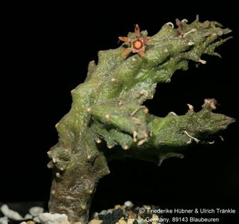 Rhytidocaulon fulleri-Hybride (FH09,041) 003 – Asclepidarium