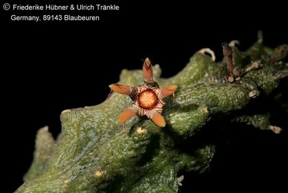 Rhytidocaulon fulleri-Hybride (FH09,041) (stacking) 001 – Asclepidarium