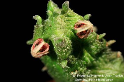 Rhytidocaulon fulleri (UTS07,068) 001 – Asclepidarium