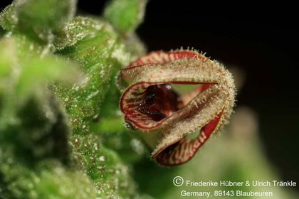Rhytidocaulon fulleri (UTS07,068) 006 – Asclepidarium