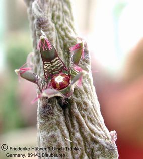 Rhytidocaulon macrolobum 1 – Asclepidarium