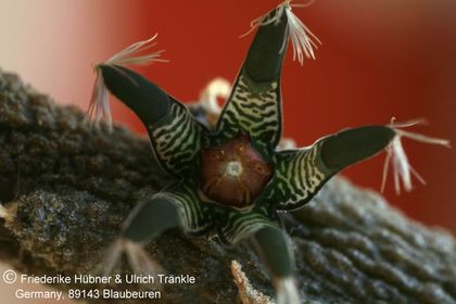 Rhytidocaulon macrolobum RH900 (Wadi Dhar, Yemen) (UTS06,028) 002 – Asclepidarium