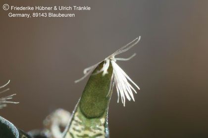 Rhytidocaulon macrolobum RH900 (Wadi Dhar, Yemen) (UTS06,028) 003 – Asclepidarium