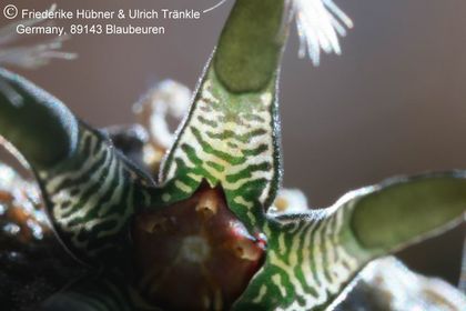 Rhytidocaulon macrolobum RH900 (Wadi Dhar, Yemen) (UTS06,028) 004 – Asclepidarium