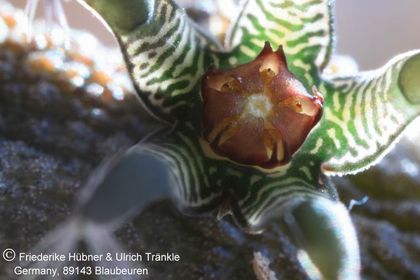 Rhytidocaulon macrolobum RH900 (Wadi Dhar, Yemen) (UTS06,028) 006 – Asclepidarium