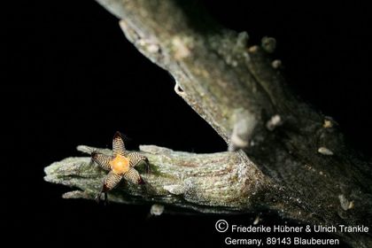 Rhytidocaulon macrolobum ssp minimum RH 872 (UTS06,031) 001 – Asclepidarium
