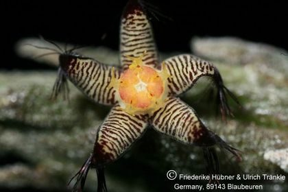 Rhytidocaulon macrolobum ssp minimum RH 872 (UTS06,031) 005 – Asclepidarium