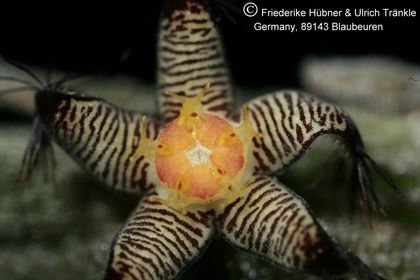 Rhytidocaulon macrolobum ssp minimum RH 872 (UTS06,031) 006 – Asclepidarium