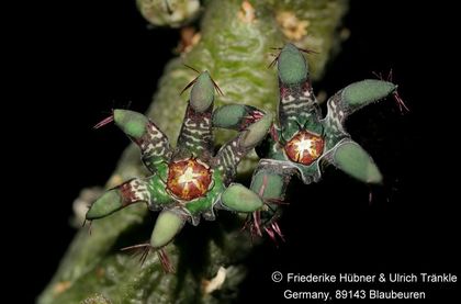 Rhytidocaulon macrolobum (UTS05,018) (stacking) 001 – Asclepidarium