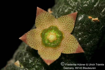 Rhytidocaulon paradoxum 002 – Asclepidarium