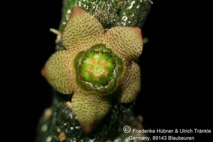 Rhytidocaulon paradoxum 005 – Asclepidarium