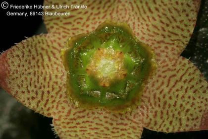 Rhytidocaulon paradoxum 010 – Asclepidarium