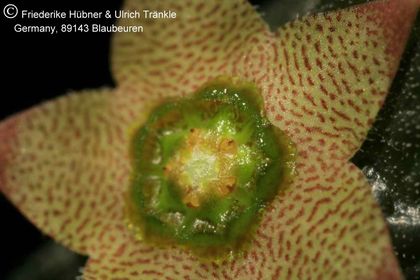 Rhytidocaulon paradoxum 012 – Asclepidarium