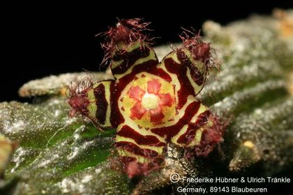 Rhytidocaulon pseudosubscandens (17G) 002 – Asclepidarium