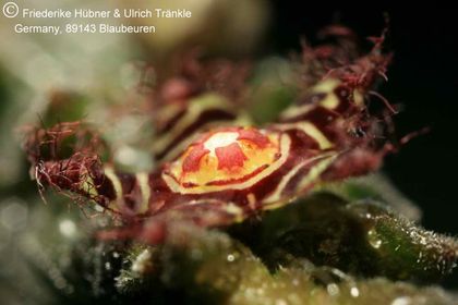 Rhytidocaulon pseudosubscandens (17G) 006 – Asclepidarium