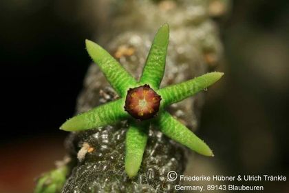 Rhytidocaulon sheilae 002 – Asclepidarium