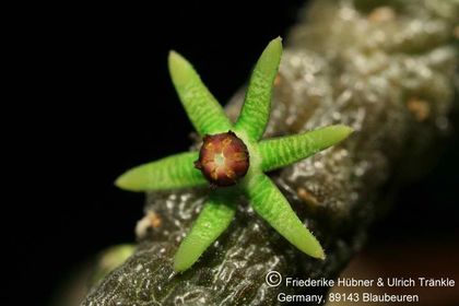 Rhytidocaulon sheilae 003 – Asclepidarium