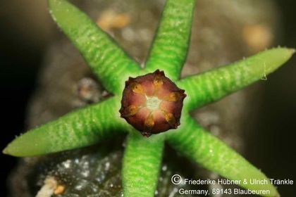 Rhytidocaulon sheilae 006 – Asclepidarium