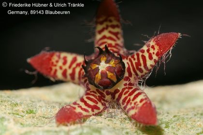 Rhytidocaulon sp nov '2008 neu' (FH09,053) 003 – Asclepidarium