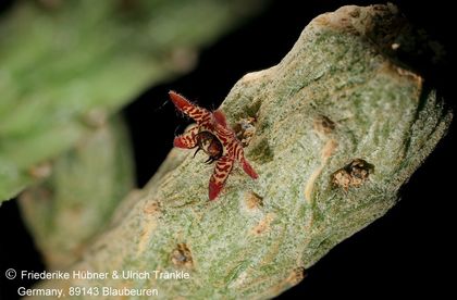 Rhytidocaulon sp nov '2008 neu' (FH09,053) (stacking) 002 – Asclepidarium