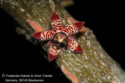Rhytidocaulon sp nov '2008 neu' (FH09,118) 001 – Asclepidarium