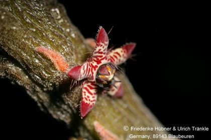 Rhytidocaulon sp nov '2008 neu' (FH09,118) 003 – Asclepidarium