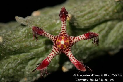 Rhytidocaulon sp nov (Fragezeichen) (FH09,059) 002 – Asclepidarium