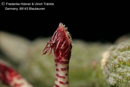 Rhytidocaulon sp nov (Fragezeichen) (FH09,059) 008 – Asclepidarium
