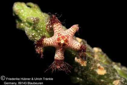 Rhytidocaulon specksii (sp nov Nr 3) 001 – Asclepidarium