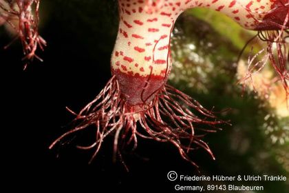 Rhytidocaulon specksii (sp nov Nr 3) 008 – Asclepidarium
