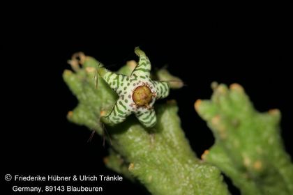 Rhytidocaulon splendidum (FH09,039) 001 – Asclepidarium