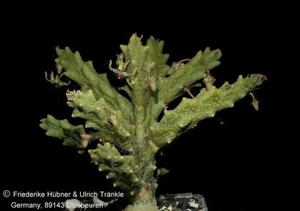 Rhytidocaulon splendidum (FH09,039) (stacking) 001 – Asclepidarium