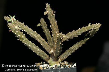 Rhytidocaulon splendidum-Hybride (FH09,042) 001 – Asclepidarium