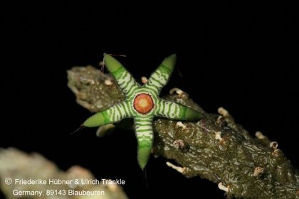 Rhytidocaulon splendidum-Hybride (FH09,042) 002 – Asclepidarium