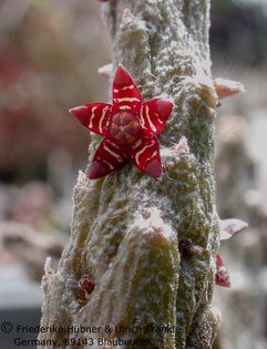 Rhytidocaulon subscandens 2 – Asclepidarium