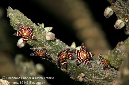 Rhytidocaulon subscandens (Eyl, Sinujiif) (FH09,102) (stacking) 001 – Asclepidarium