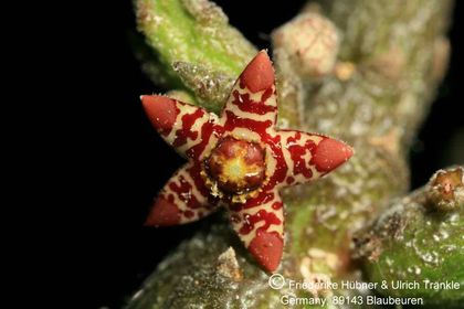 Rhytidocaulon subscandens (UTS07,053) 001 – Asclepidarium