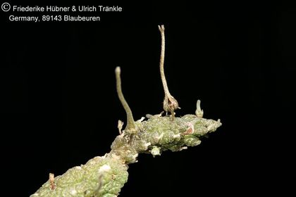 Rhytidocaulon tortum (FH08,075) 001 – Asclepidarium