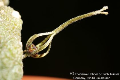 Rhytidocaulon tortum (FH08,075) 003 – Asclepidarium