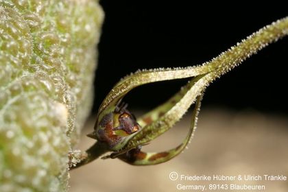 Rhytidocaulon tortum (FH08,075) 004 – Asclepidarium