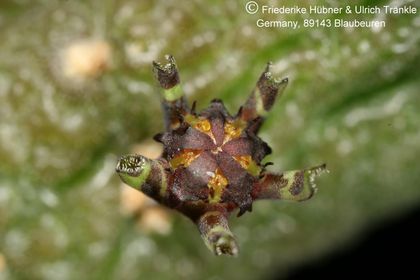 Rhytidocaulon tortum (FH08,075) 006 – Asclepidarium