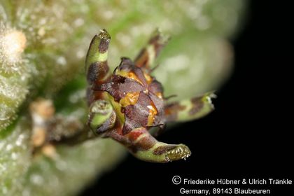 Rhytidocaulon tortum (FH08,075) 007 – Asclepidarium