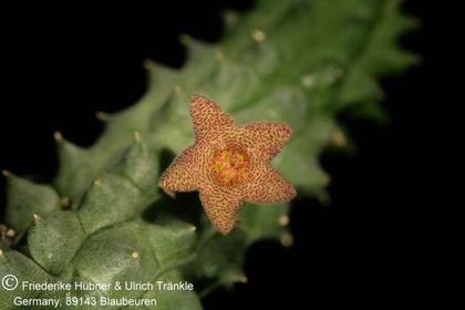 Richtersveldia columnaris (FH07,013) 001 – Asclepidarium