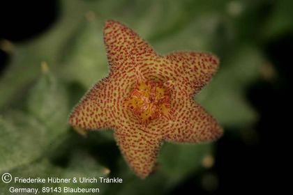 Richtersveldia columnaris (FH07,013) 003 – Asclepidarium