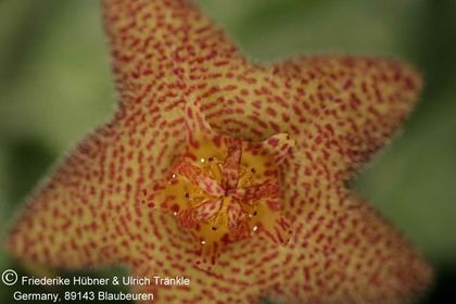 Richtersveldia columnaris (FH07,013) 004 – Asclepidarium