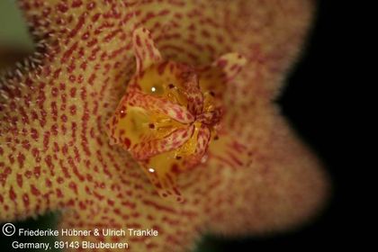 Richtersveldia columnaris (FH07,013) 007 – Asclepidarium