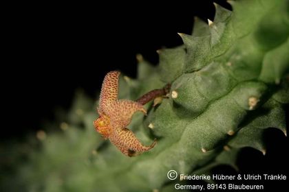 Richtersveldia columnaris (FH07,013) 008 – Asclepidarium