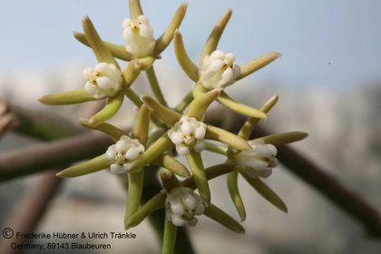 Sarcostemma vanlessenii 002 – Asclepidarium